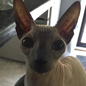 Meet your Posher, Janet